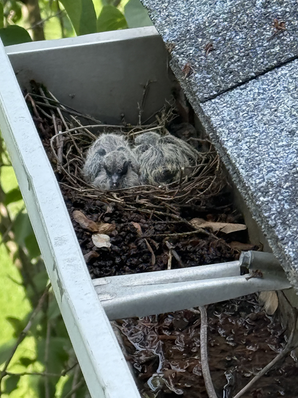 birds in gutter before gutter installation by top roofing